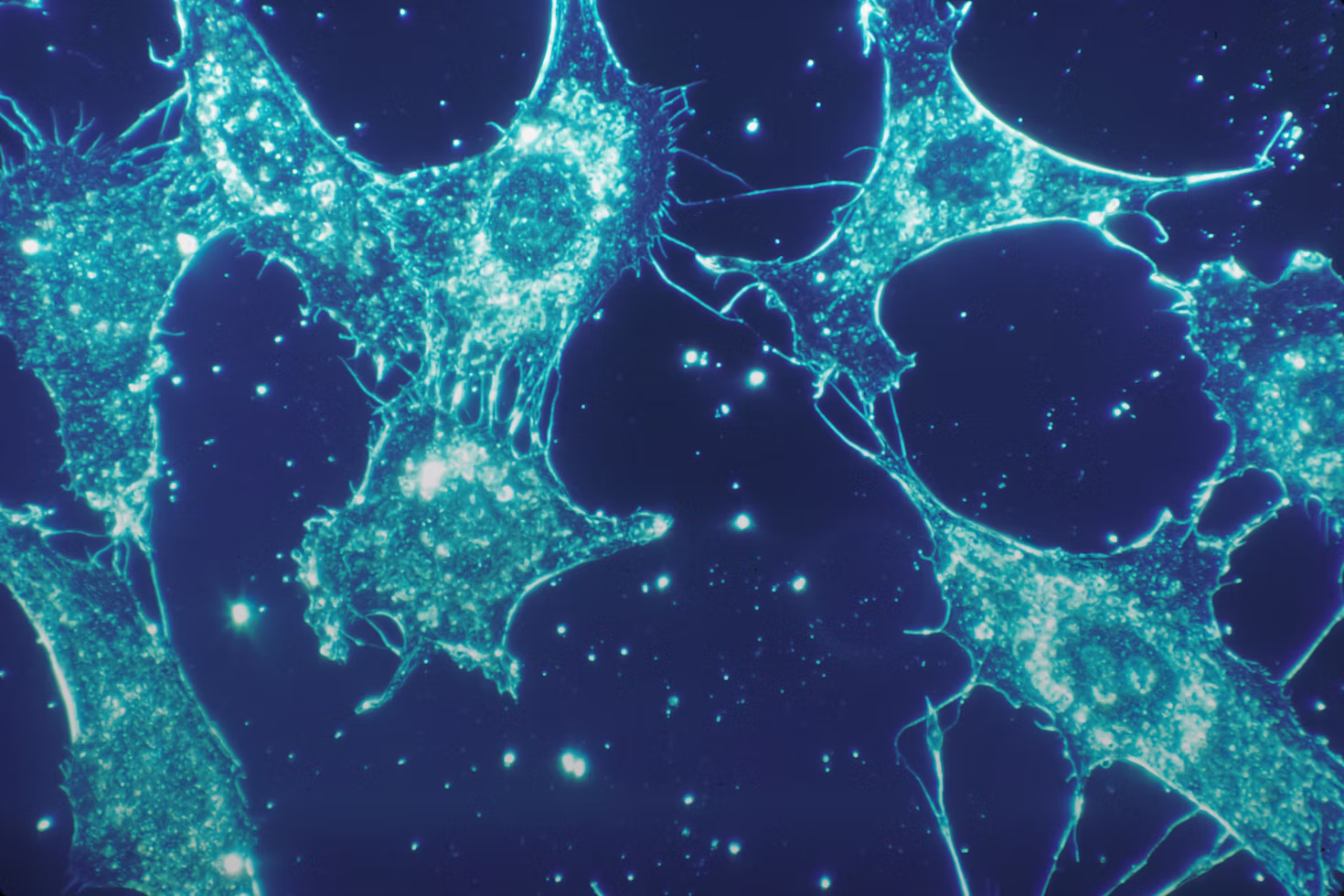 Repair and recovery research peptides